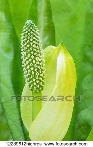 Stock Photograph - A young Western Skunk Cabbage (Lysichiton americanus) blooming; Ketchikan, Alaska, United States of America. Fotosearch