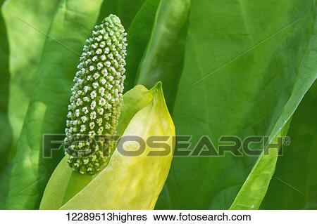 Stock Photograph - A young Western Skunk Cabbage (Lysichiton americanus) blooming; Ketchikan, Alaska, United States of America. Fotosearch