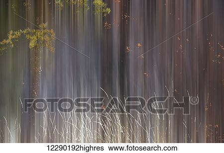 Abstract trees with motion blur; Alberta, Canada View Large Photo Image Stock Photograph - Abstract trees with motion blur; Alberta, Canada. Fotosearch