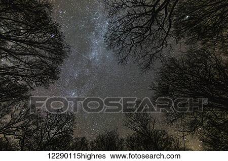 Abundance of stars in the night sky seen above silhouetted trees; Clappersgate, England View Large Photo Image Stock Photograph - Abundance of stars in the night sky seen above silhouetted trees; Clappersgate, England. Fotosearch