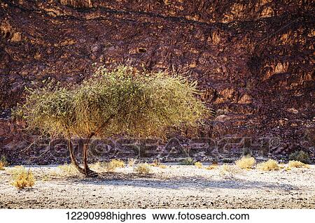 Acacia tree in front of a rock wall; Timna Park, Israel View Large Photo Image Stock Photograph - Acacia tree in front of a rock wall; Timna Park, Israel. Fotosearch