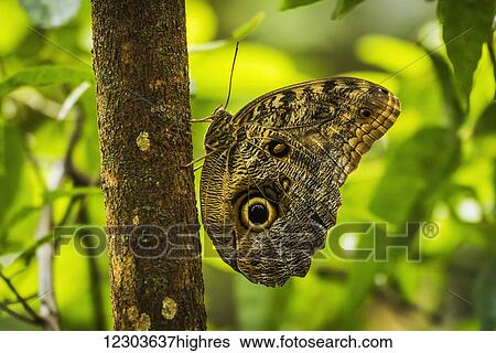Achilles morpho (Morpho achilles) butterfly perched vertically on tree; Parana, Brazil View Large Photo Image Stock Photograph - Achilles morpho (Morpho achilles) butterfly perched vertically on tree; Parana, Brazil. Fotosearch