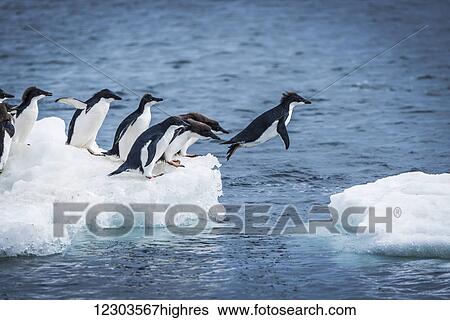 Adelie penguins (Pygoscelis adeliae) diving between two ice floes; Antarctica View Large Photo Image Stock Photograph - Adelie penguins (Pygoscelis adeliae) diving between two ice floes; Antarctica. Fotosearch