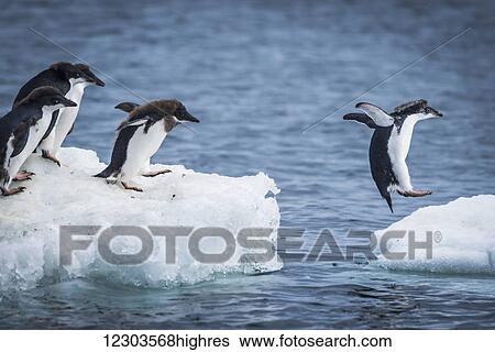 Stock Photograph - Adelie penguins (Pygoscelis adeliae) diving between two ice floes; Antarctica. Fotosearch