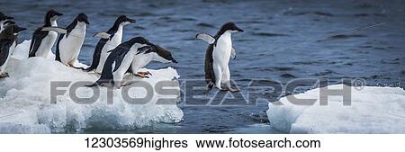 Stock Photograph - Adelie penguins (Pygoscelis adeliae) diving between two ice floes; Antarctica. Fotosearch