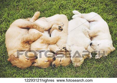 Stock Photograph - Adorable Group of Golden Retriever Puppies Sleeping in the Yard. Fotosearch