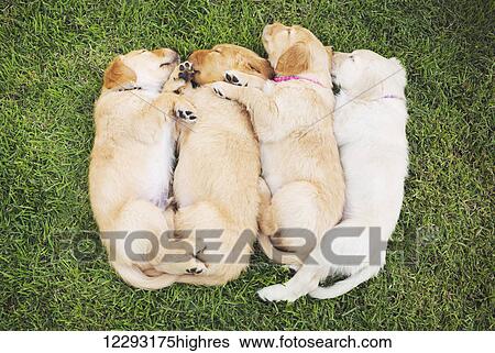 Stock Photograph - Adorable Group of Golden Retriever Puppies Sleeping in the Yard. Fotosearch