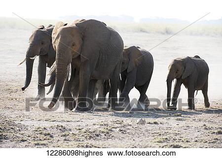 African elephant (Loxodonta africana) family walks across dusty plain, Amboseli National Park; Kenya View Large Photo Image Stock Photograph - African elephant (Loxodonta africana) family walks across dusty plain, Amboseli National Park; Kenya. Fotosearch
