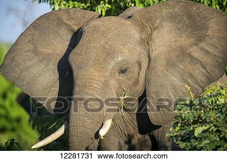 Stock Image - African Elephant (Loxodonta), Chobe National Park; Kasane, Botswana. Fotosearch