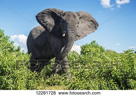 Stock Photo - African Elephant (Loxodonta), Chobe National Park; Kasane, Botswana. Fotosearch