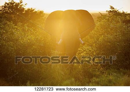 Stock Image - African Elephant (Loxodonta), Kruger National Park; South Africa. Fotosearch