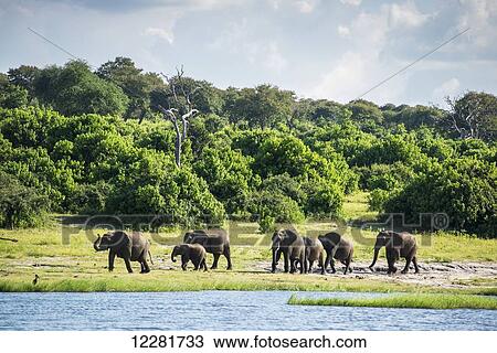 African Elephants (Loxodonta), Chobe National Park; Kasane, Botswana View Large Photo Image Stock Image - African Elephants (Loxodonta), Chobe National Park; Kasane, Botswana. Fotosearch