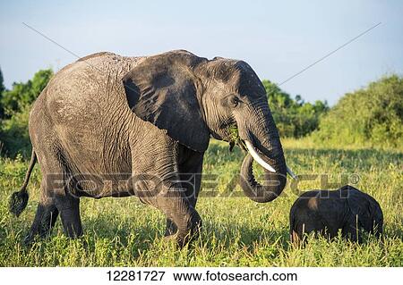 African Elephants (Loxodonta), Chobe National Park; Kasane, Botswana View Large Photo Image Stock Photo - African Elephants (Loxodonta), Chobe National Park; Kasane, Botswana. Fotosearch
