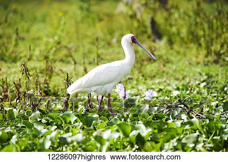 African Spoonbill (Platalea alba) wading through colorful water plants, Lake Naivasha; Kenya View Large Photo Image Stock Photograph - African Spoonbill (Platalea alba) wading through colorful water plants, Lake Naivasha; Kenya. Fotosearch
