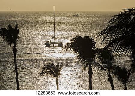 Stock Image - Afternoon light on the coconut palms of Palm Beach; Aruba. Fotosearch