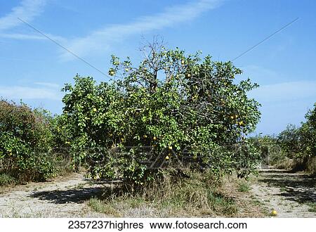 Stock Photograph - Agriculture - A grapefruit tree dying from burrowing nematode injury / Florida, USA.. Fotosearch