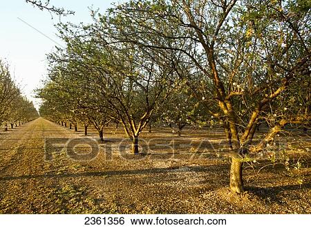 Agriculture - Almond orchard at the post petal fall stage, with grassy middles / near Crows Landing, San Joaquin Valley, California, USA. View Large Photo Image Stock Photograph - Agriculture - Almond orchard at the post petal fall stage, with grassy middles / near Crows Landing, San Joaquin Valley, California, USA.. Fotosearch