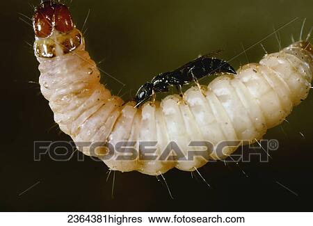Stock Photograph - Agriculture - Beneficial Insect, (Goniozus legneri) a small parasitic wasp is a natural control of the Navel Orangeworm (3X).. Fotosearch