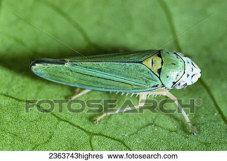 Stock Photograph - Agriculture - Blue-green sharpshooter (Graphocephala atropunctata) adult, spreads Pierces virus.. Fotosearch