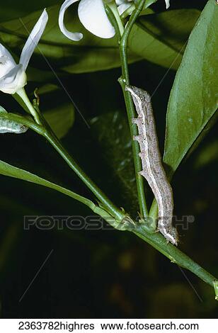 Stock Photograph - Agriculture - Citrus cutworm (Xylomyges curialis); a brown phase larva crawls down from a citrus blossom after night feeding.. Fotosearch
