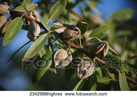 Stock Photograph - Agriculture - Close-up of mature almonds on the tree with hulls cracked open and ready for harvest in late afternoon sunlight / near Dinuba, California, USA.. Fotosearch