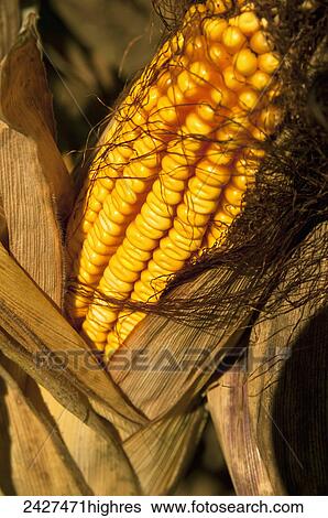 Stock Photograph - Agriculture - Closeup of an ear of harvest ready grain corn on the stalk, with the husk partially pulled back / near Sioux City, Iowa, USA.. Fotosearch