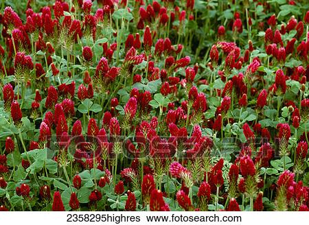 Agriculture - Closeup of Red Clover cover crop in full bloom / Yamhill County, Oregon, USA. View Large Photo Image Stock Photograph - Agriculture - Closeup of Red Clover cover crop in full bloom / Yamhill County, Oregon, USA.. Fotosearch