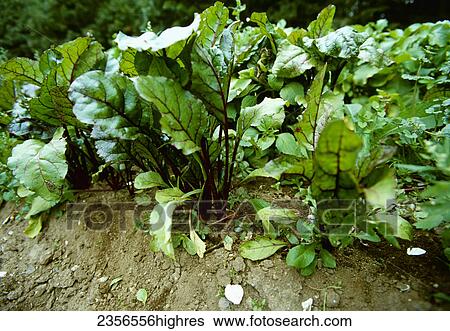 Stock Photograph - Agriculture - Closeup view of maturing beet plants / Maine, USA.. Fotosearch