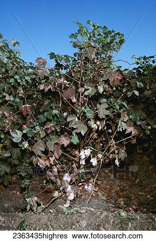 Stock Photograph - Agriculture - Crop damage, Spider mite (Tetranychus sp. ) damage to cotton plants / Fresno County, California, USA.. Fotosearch