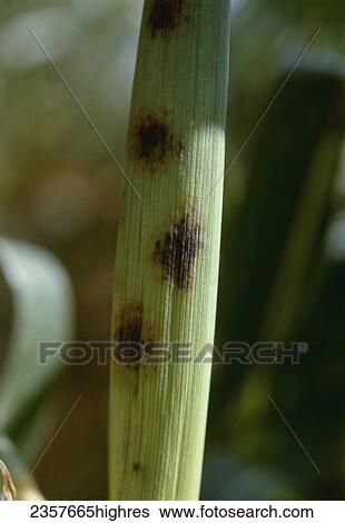 Stock Photograph - Agriculture - Crop disease; anthracnose lesions on a grain corn stalk / Kansas, USA.. Fotosearch