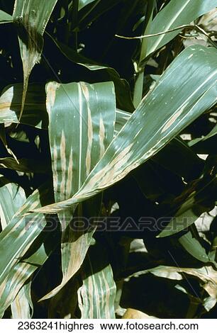 Stock Photograph - Agriculture - Crop disease, Northern Corn Leaf Blight fungus (Exserohilum turcicum) closeup of lesions on corn leaves / Texas, USA.. Fotosearch