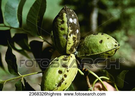 Stock Photograph - Agriculture - Crop disease, Pecan scab on pecan nut shucks.. Fotosearch
