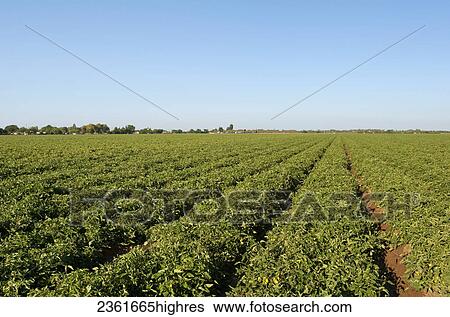 Stock Photograph - Agriculture - Field of healthy processing tomatoes in mid summer / near Crows Landing, San Joaquin Valley, California, USA.. Fotosearch