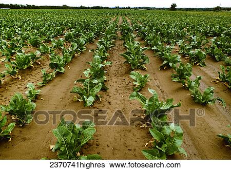 Stock Photograph - Agriculture - Field of mid growth horseradish plants / Wisconsin, USA.. Fotosearch