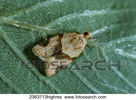 Agriculture - Garden tortrix (Ptycholoma peritana) adult moth resting on the lower surface of a strawberry leaf (2X). View Large Photo Image Stock Photograph - Agriculture - Garden tortrix (Ptycholoma peritana) adult moth resting on the lower surface of a strawberry leaf (2X).. Fotosearch