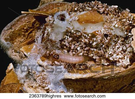Stock Photograph - Agriculture - Navel orangeworm (Amyeolis transitella) larva inside a damaged almond (1X).. Fotosearch