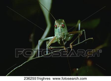 Agriculture - Pest insect, Katydid (Microcentrum spp. ) adult frontal view. View Large Photo Image Stock Photograph - Agriculture - Pest insect, Katydid (Microcentrum spp. ) adult frontal view.. Fotosearch