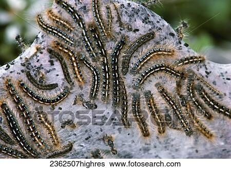Stock Photograph - Agriculture - Pest insect, Tent Caterpillar larvae on web (Malacosoma spp. ) / Idaho, USA.. Fotosearch