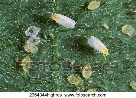Stock Photograph - Agriculture - Sweetpotato whitefly (Bemisia tabaci) nymphs and adults feeding on the lower surface of a cotton leaf (6X).. Fotosearch