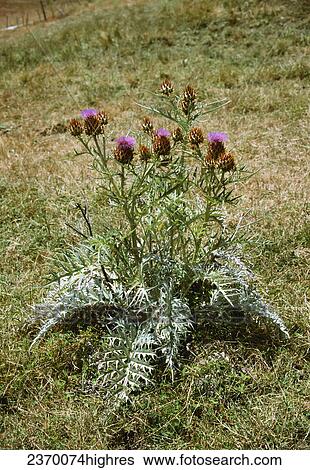 Agriculture - Weeds, Artichoke Thistle (Cynara cardunculus) aka. Cardoon, Desert Artichoke, Wild Artichoke; flowering plant / California, USA. View Large Photo Image Stock Photograph - Agriculture - Weeds, Artichoke Thistle (Cynara cardunculus) aka. Cardoon, Desert Artichoke, Wild Artichoke; flowering plant / California, USA.. Fotosearch