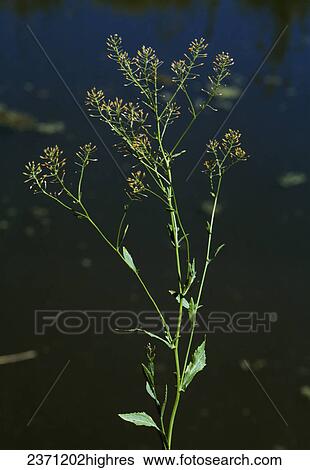 Agriculture - Weeds, Austrian Fieldcress (Rorippa austriaca) aka. Austrian Yellowcress; flowering plant / California, USA. View Large Photo Image Stock Photograph - Agriculture - Weeds, Austrian Fieldcress (Rorippa austriaca) aka. Austrian Yellowcress; flowering plant / California, USA.. Fotosearch