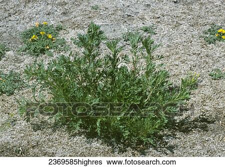 Agriculture - Weeds, Biennial Wormwood (Artemisia biennis) aka. Biennial Sagewort; immature plant / California, USA. View Large Photo Image Stock Photograph - Agriculture - Weeds, Biennial Wormwood (Artemisia biennis) aka. Biennial Sagewort; immature plant / California, USA.. Fotosearch
