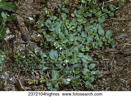 Agriculture - Weeds, Brightblue Speedwell (Veronica serpyllifolia ssp. humifusa), flowering plant / California, USA. View Large Photo Image Stock Photograph - Agriculture - Weeds, Brightblue Speedwell (Veronica serpyllifolia ssp. humifusa), flowering plant / California, USA.. Fotosearch