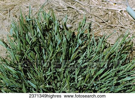Agriculture - Weeds, Bristly Foxtail (Setaria pumila) aka. Bur Bristlegrass, Hooked Bristlegrass; flowering plant / California, USA. View Large Photo Image Stock Photograph - Agriculture - Weeds, Bristly Foxtail (Setaria pumila) aka. Bur Bristlegrass, Hooked Bristlegrass; flowering plant / California, USA.. Fotosearch