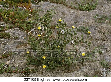 Agriculture - Weeds, Bristly Oxtongue (Picris echioides) aka. Bugloss, Bugloss-picris; flowering and fruiting plant / California, USA. View Large Photo Image Stock Photograph - Agriculture - Weeds, Bristly Oxtongue (Picris echioides) aka. Bugloss, Bugloss-picris; flowering and fruiting plant / California, USA.. Fotosearch