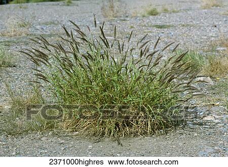 Stock Photograph - Agriculture - Weeds, Buffelgrass (Pennisetum ciliare), flowering plant / California, USA.. Fotosearch