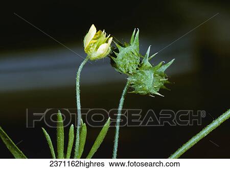 Agriculture - Weeds, Corn Buttercup (Ranunculus arvensis) aka. Field Buttercup, Hungerweed; flower and fruit / California, USA. View Large Photo Image Stock Photograph - Agriculture - Weeds, Corn Buttercup (Ranunculus arvensis) aka. Field Buttercup, Hungerweed; flower and fruit / California, USA.. Fotosearch