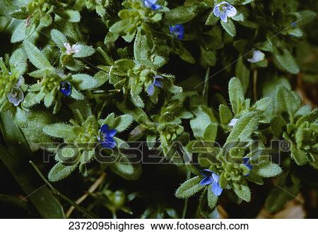 Agriculture - Weeds, Corn Speedwell (Veronica arvensis) aka. Common Speedwell, Rock Speedwell, Wall Speedwell; flowering stems / California, USA. View Large Photo Image Stock Photograph - Agriculture - Weeds, Corn Speedwell (Veronica arvensis) aka. Common Speedwell, Rock Speedwell, Wall Speedwell; flowering stems / California, USA.. Fotosearch