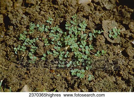Stock Photograph - Agriculture - Weeds, Creeping Spurge (Euphorbia serpens) aka. Matted Sandmat; maturing plant / California, USA.. Fotosearch