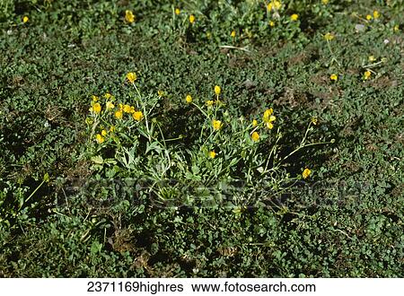 Agriculture - Weeds, Hairy Buttercup (Ranunculus sardous), flowering plant / California, USA. View Large Photo Image Stock Photograph - Agriculture - Weeds, Hairy Buttercup (Ranunculus sardous), flowering plant / California, USA.. Fotosearch